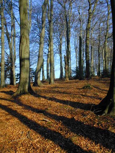 Baumschatten
