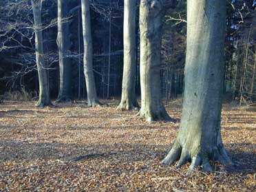 Dickicht