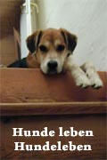 Hundeleben